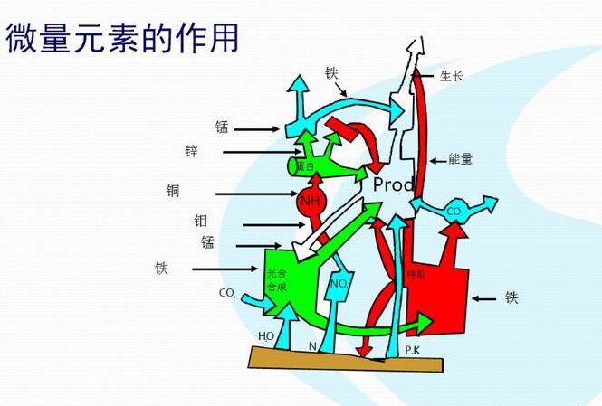 全自動黄瓜视频在线下载安装网站免费观看廠家分析體內微量元素的互相作用